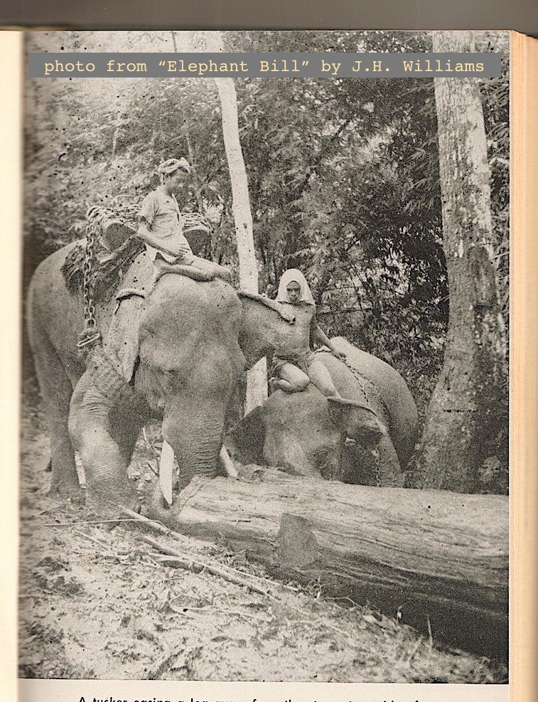 6. During British rule teak was major export despite terrain/transport challenges. Foreign timber managers took charge with companies like Bombay Burmah Trading Corp. In WW2 timber personnel & elephants deployed to Allied war effort; Japanese occupiers cut forests to fund theirs.