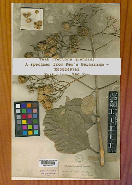 2. Borders of Burma (Myanmar) were drawn around many varied ecosystems & climate zones (rainy, dry; hot, cold.) Dense tropical rainforests in south. Mid-elevation temperate forests known for teak. Other hardwoods include pyinkado, padauk. In northern mountain forests, conifers.