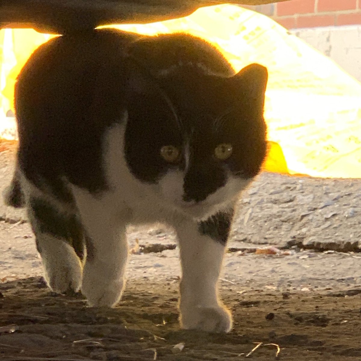 적진을 폭파시키고 유유히 걸어나오는 고영
(아님)(노란 비닐봉투임)