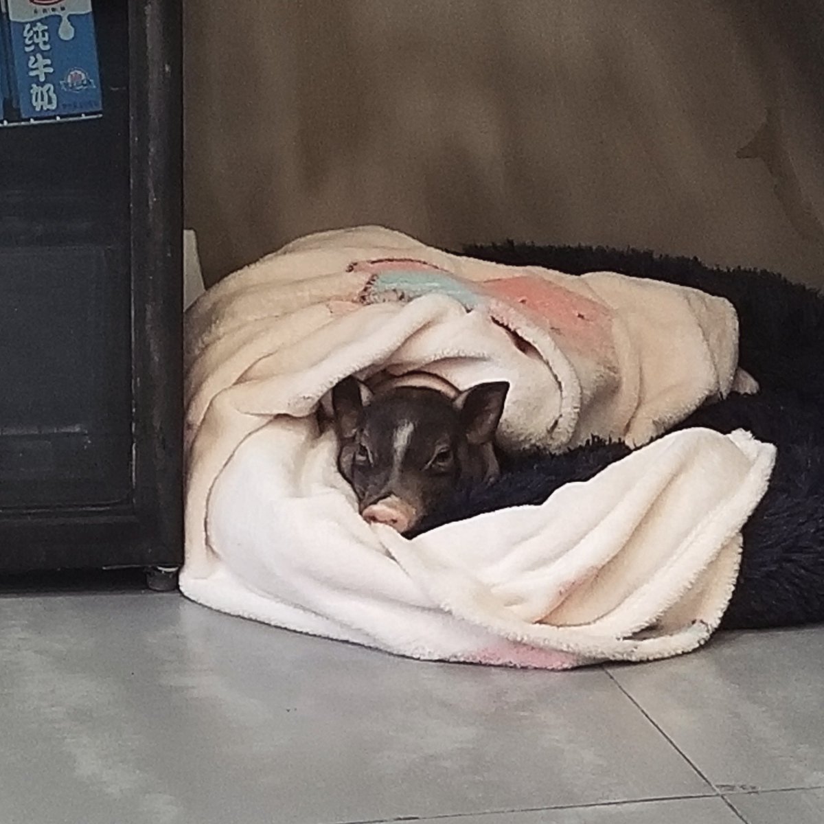 ObieBlu3D's tweet photo. He's just half-asleep. Watching me. https://t.co/tA7zSHLZkb