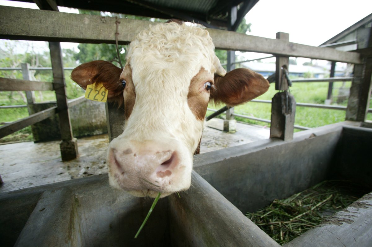 FAOAsiaPacific's tweet photo. Interested to learn about #lumpyskindisease? A free introductory course on LSD is now available through the Virtual Learning Centre for Asia Pacific (VLC-RAP), developed by @Eufmd in collaboration with #GFTADs &amp; @FAO @OIEAnimalHealth @Loeffler_News  
https://t.co/f3cJpzmqX6 https://t.co/SJwIG3ThtV