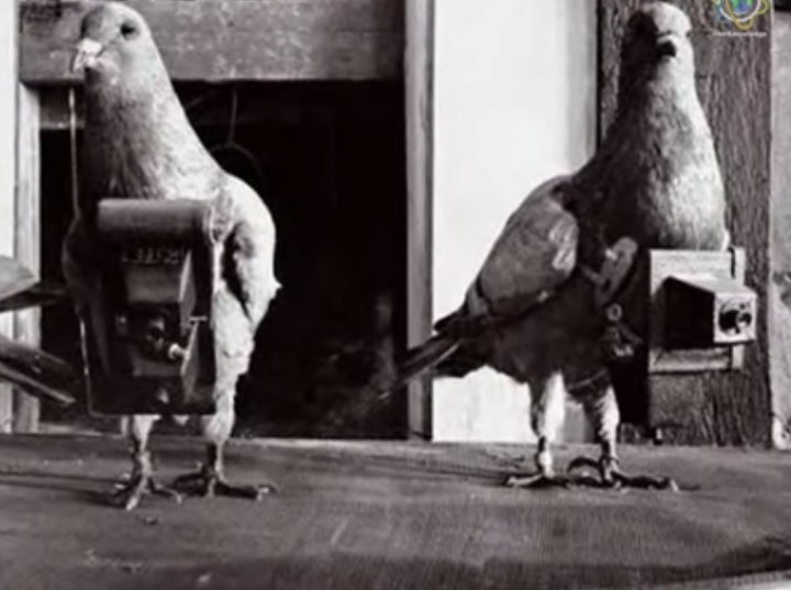 BEFORE GOOGLE EARTH: CAMERA PIGEONS C. 1908.