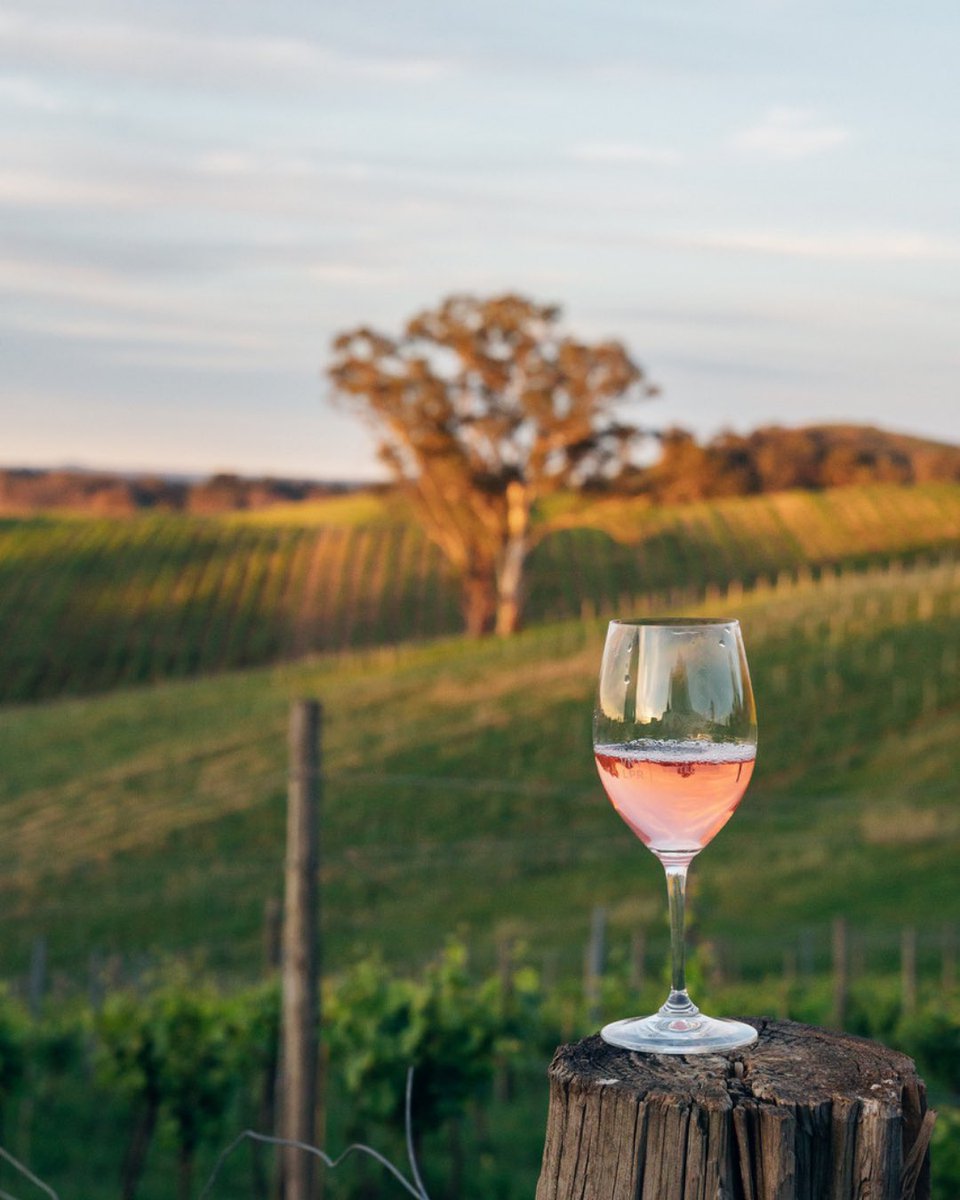 adelhillswine's tweet image. We’re decking the vines with green just in time for Christmas. ❤️🌱

📷: @Vinteloper
