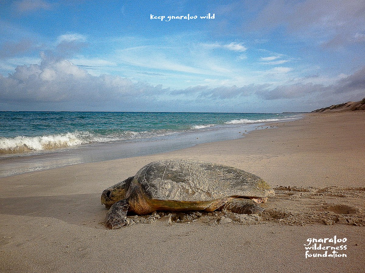Gnaraloo’s beaches and waters offer turtles the perfect spot for foraging, resting, mating and nesting. But during 2020, the beaches of Gnaraloo became subject to  4WD traffic that has never happened before. What was once a safe place for turtles and their nests is now at risk.