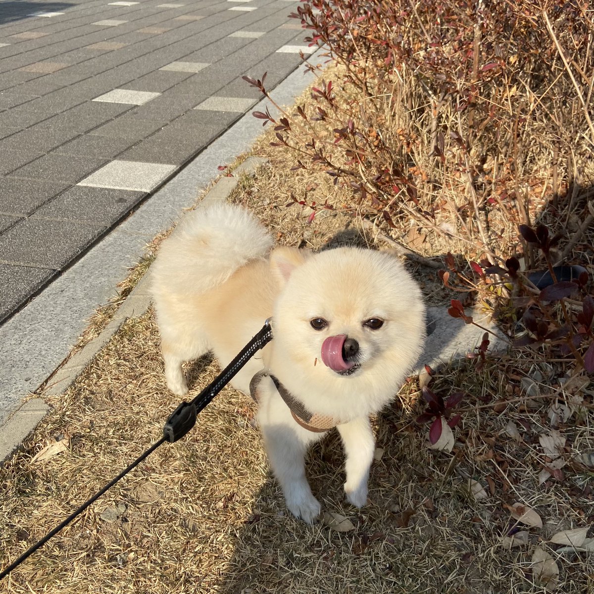 227thor's tweet photo. 어쩐지 항상 할짝 표정으로 찍히는 우리 토르 https://t.co/DYVjrLMx0N