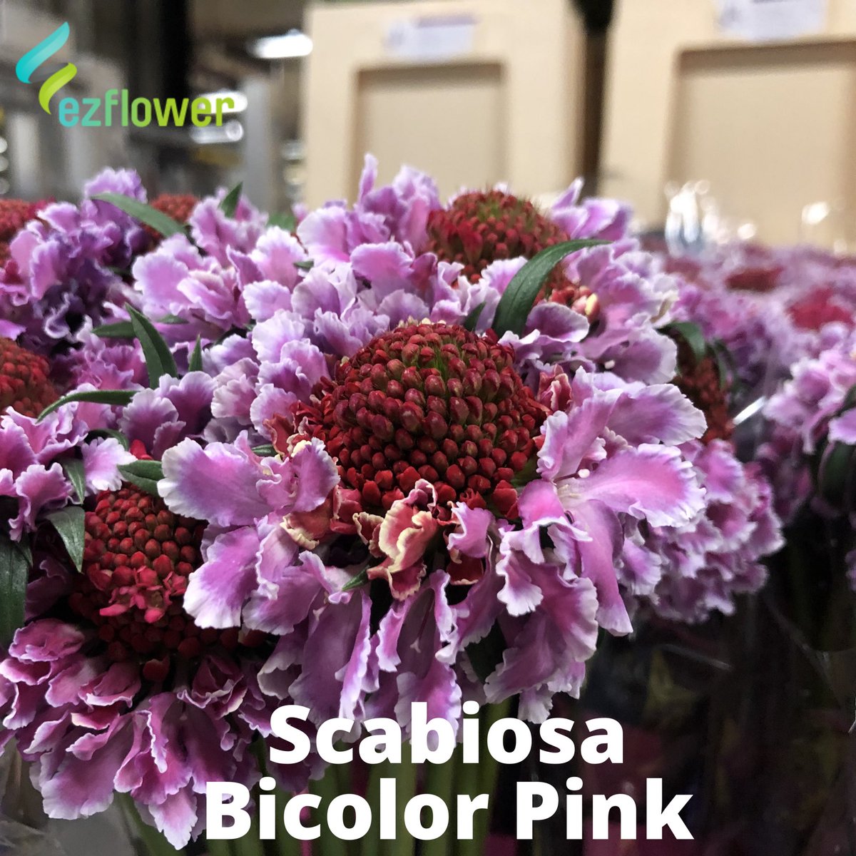 ez_flower's tweet photo. Monday Checklist: Coffee, coffee, coffee and flower pictures from this morning’s Aalsmeer Auction. #flower #flowers #flowerlove #flowergram #flowerlover #flowerart #flowermagic #floralstyling #floraldesigner #floralfix #florallove #florallife #floral #ezflower #flowerwholesale https://t.co/twZ8oUn8Wt
