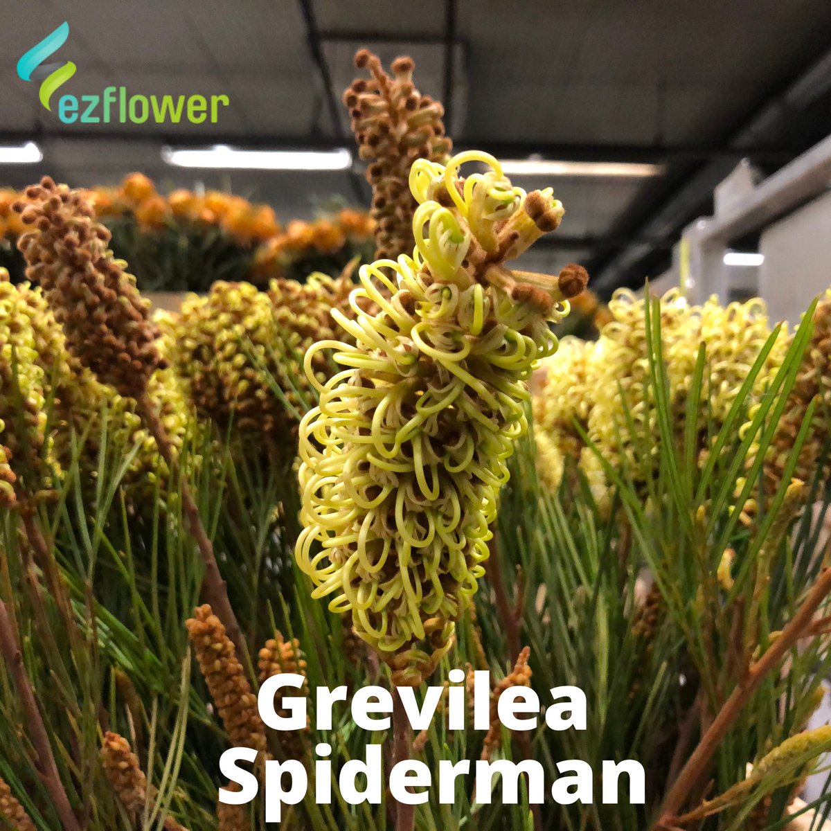 ez_flower's tweet photo. Monday Checklist: Coffee, coffee, coffee and flower pictures from this morning’s Aalsmeer Auction. #flower #flowers #flowerlove #flowergram #flowerlover #flowerart #flowermagic #floralstyling #floraldesigner #floralfix #florallove #florallife #floral #ezflower #flowerwholesale https://t.co/twZ8oUn8Wt
