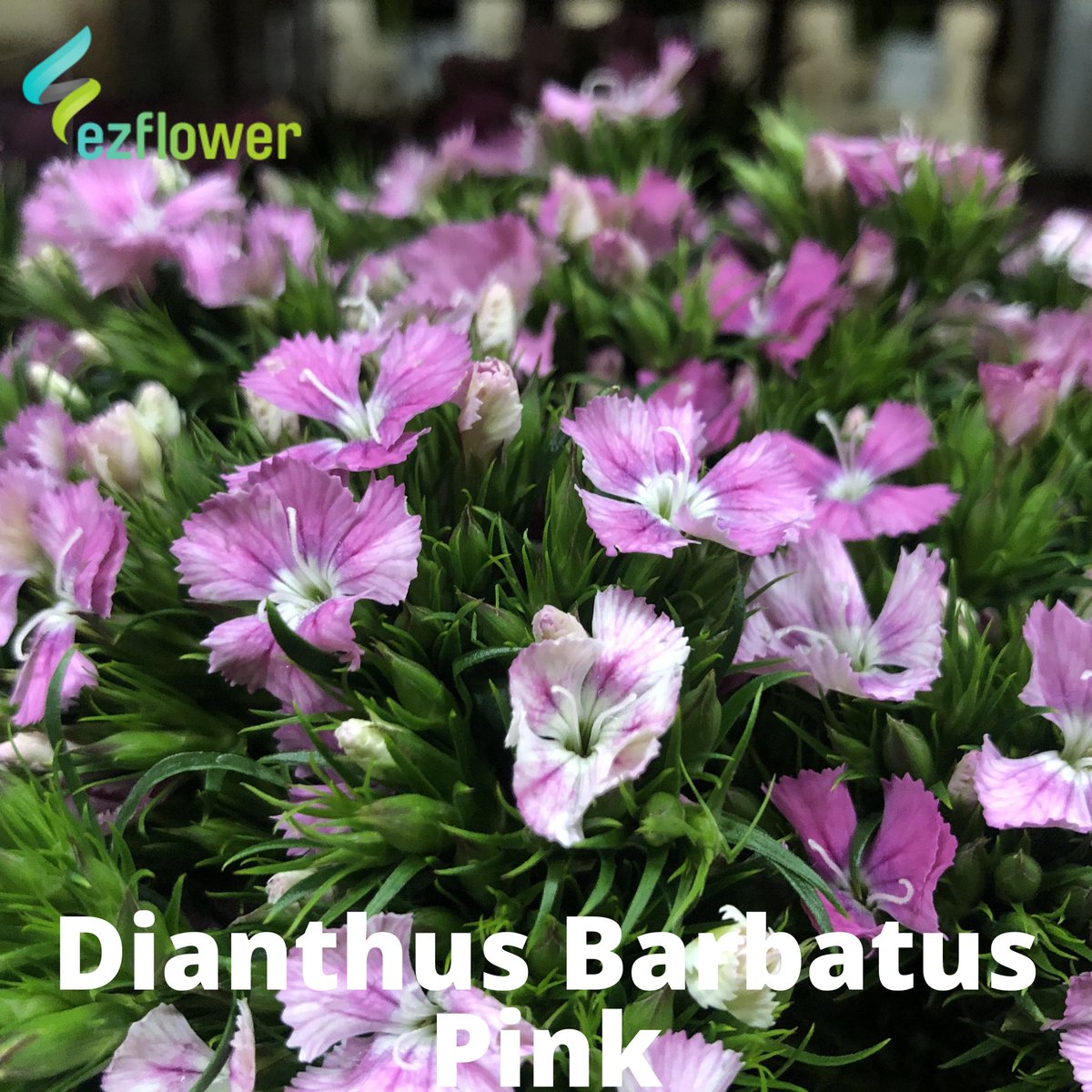 ez_flower's tweet photo. Monday Checklist: Coffee, coffee, coffee and flower pictures from this morning’s Aalsmeer Auction. #flower #flowers #flowerlove #flowergram #flowerlover #flowerart #flowermagic #floralstyling #floraldesigner #floralfix #florallove #florallife #floral #ezflower #flowerwholesale https://t.co/twZ8oUn8Wt