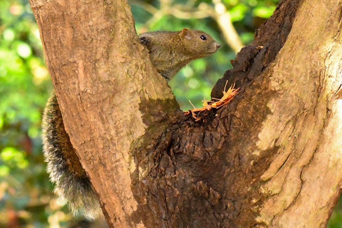 תג 野生リス בטוויטר