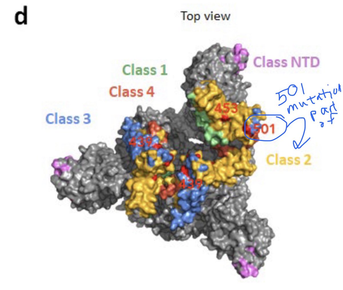 26) alternate top 3D view of spike. The 501 spot on receptor binding domains are localised in the regions targeted by some types **monoclonal antibody (MAB) drugs**. And yellow = class 2: it is ACE2 blocking, & can bind open and closed RBD. Hence, possibly functional mutation.