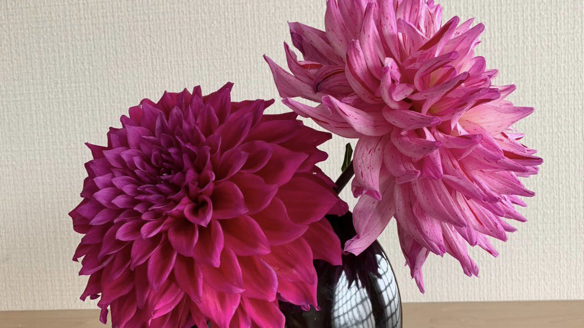 あつ お花の妖精 Farm Odaira Twitter