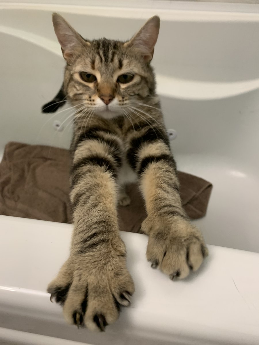 Censor_Cat's tweet photo. Twitch stream schedule for this week! Even if I am questioning Twitch's ToS at this point.
M-T-W 10 Am PST! #abcgames this week is Battlestar Galactica Deadlock, Bear with me - Collectors edition, and Bit.Trip Presents something something long title!
May go to Ark afterwards! https://t.co/5YSmxmdIH3