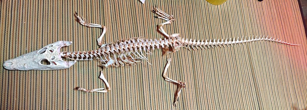 蟹蟲修造 生物部 宮口 در توییتر ワニの全身骨格 畳一畳分あるじゃん 尻尾もここまで太いと剣みたいでカッコいい 肋の軟骨も可能な限り残しました 一応舌骨とかも置いてるから何とかしよう