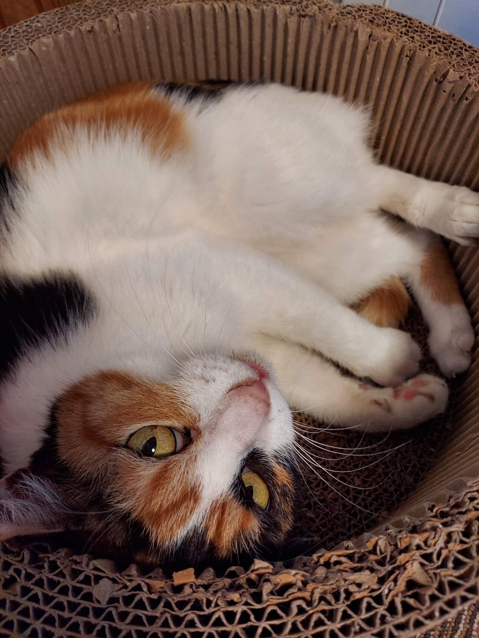 カフェ 保護猫カフェあすなろ Asunaro Neko Twitter