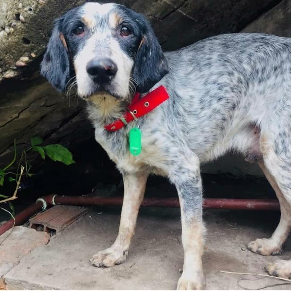 elcampito's tweet photo. ▶️ Pedimos máxima difusión!!

Entraron a robar a un hogar de tránsito de Callejeritos de Almirante Brown y soltaron a los perros.

Esto pasó en Burzaco, GBA.

Los están buscando desesperados.
▶️Teléfono de contacto 1140435300
Comparti por favor!🙏

#refugioelcampito https://t.co/DaTn4q2DAc