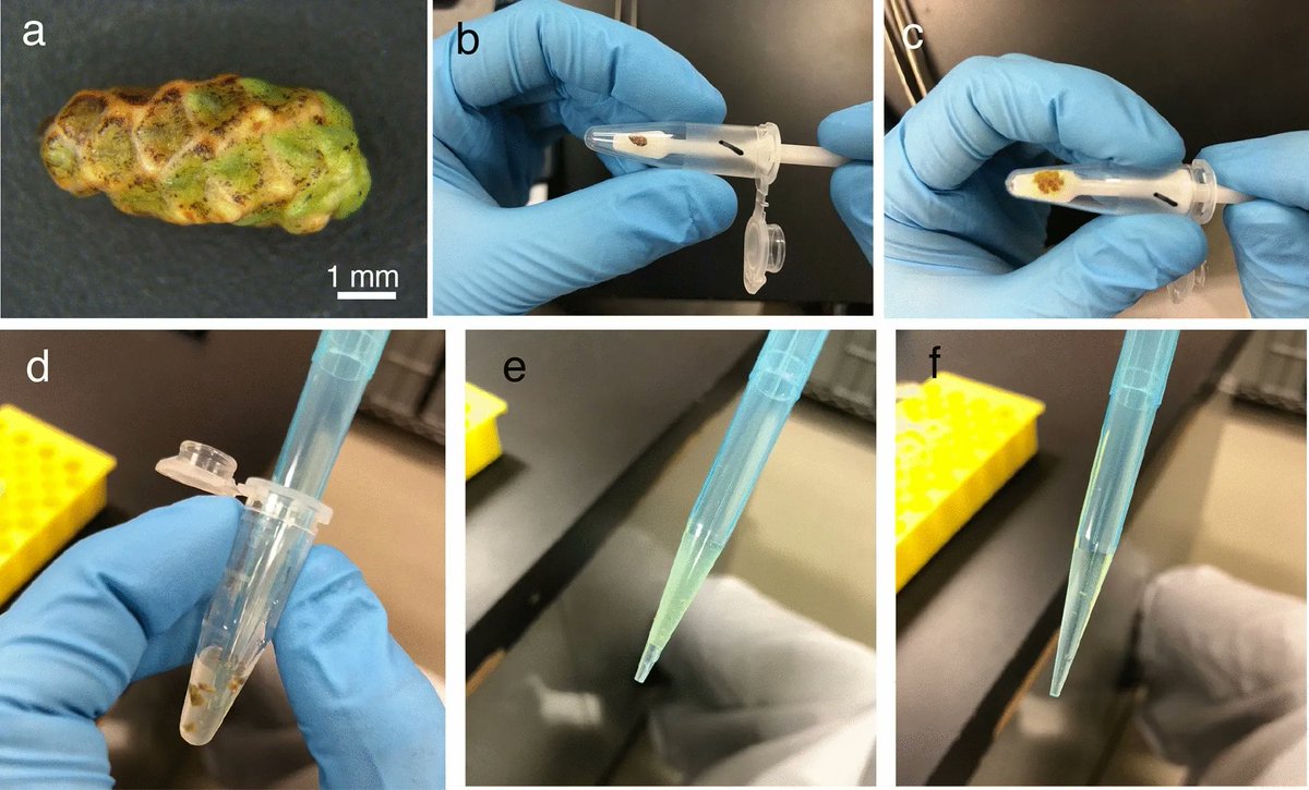 sci_plant's tweet photo. An improved pollen number counting method using a cell counter and mesh columns

https://t.co/7LK0DmGAcA
#plantsience #plantmethod ♻️ https://t.co/4KzPLJJAI6