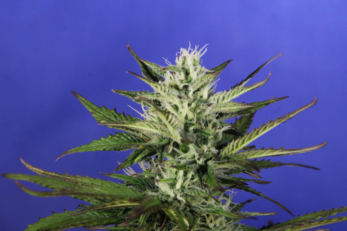 Greenseedtests's tweet photo. Hola! Para empezar la semana vamos a ver cómo está #Kritic_Auto de @KannabiaSeeds @IntKannabia en su séptima semana de unas once o así, va bien, tiene un tamaño considerable y un montón de flores que empiezan a cerrarse mientras no paran de crecer, pronto la vemos otra vez. https://t.co/yyVv4yloUh