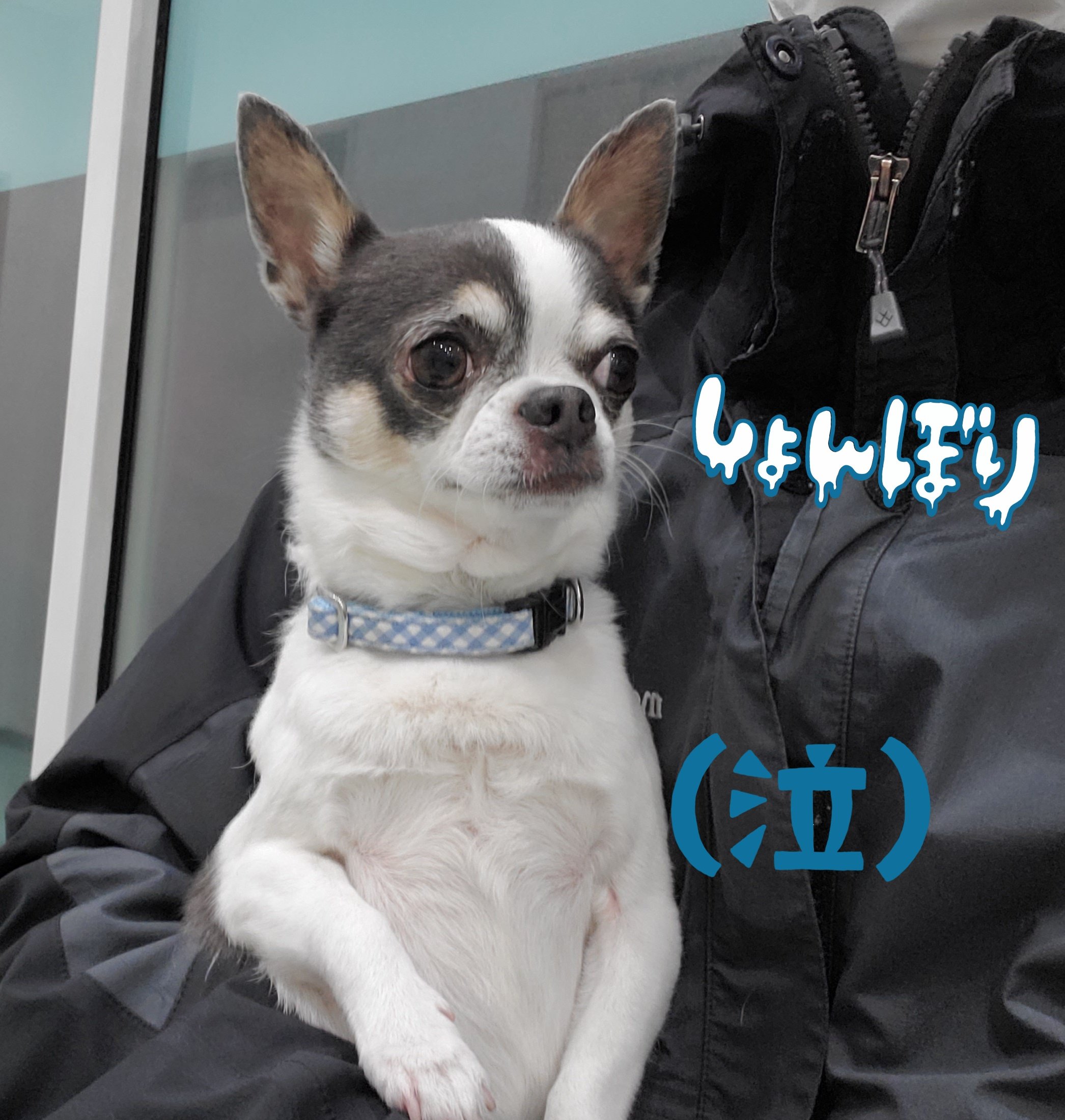 胆泥症 Twitter Search Twitter