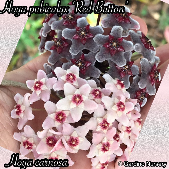 Watch Hoya Plants's leaked NSFW photo on TwXstars