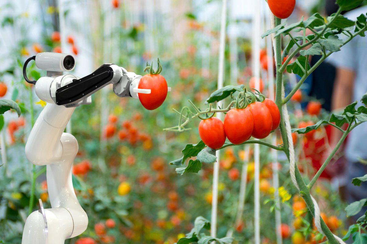 Robots farming hydroponic tomatoes. Is this the future of farming food?
