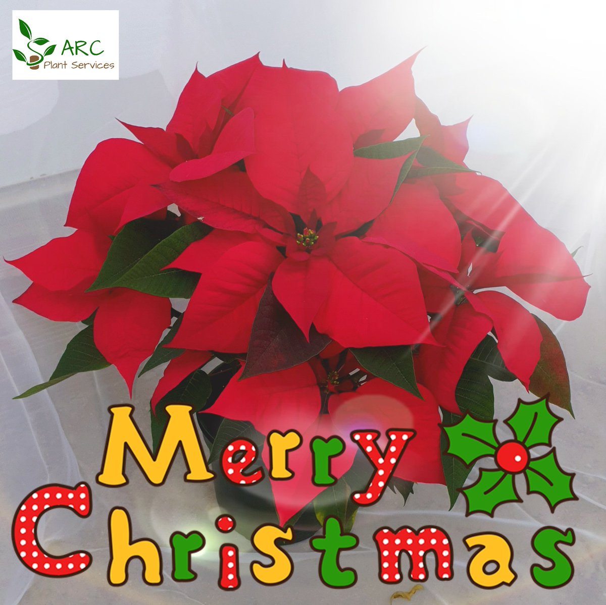 ARC Plant Services us desitja un Bon Nadal i... un feliç i millor 2021 a tots!

ARC Plant Services os desea una Feliz Navidad y... Un feliz y mejor 2021 a todos!
#arcplantservices #araflorsiplantes
#ahorafloresyplantas #BonNadal #FelizNavidad #MerryChristmas