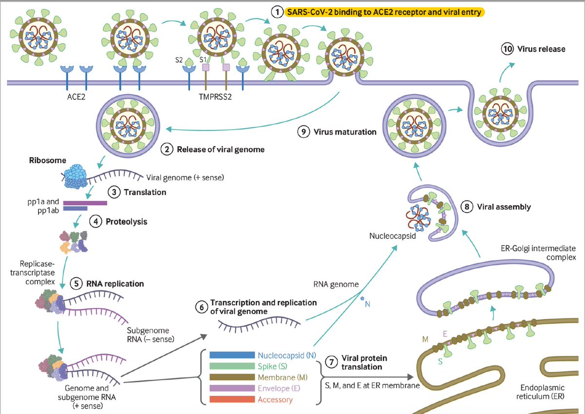 Many of these mutations are on the gene that encodes the spike (S) protein on the surface of SARS-CoV-2, through which the virus binds to and enters human cells, that is the first step in the viral cycle (first step in this diagram) 3/  https://www.bmj.com/content/371/bmj.m3862