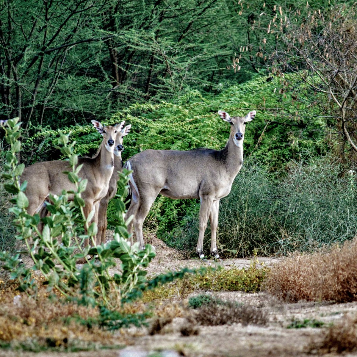 iitgn's tweet photo. The IITGN campus is an adventure where you keep stumbling upon new creatures every day! Here’s a click by Aditya Guduru capturing a herd of majestic nilgai (blue bull) on campus.

#RandomClick #BeautifulIITGN #IITGNCampus https://t.co/sXeSTqthVt