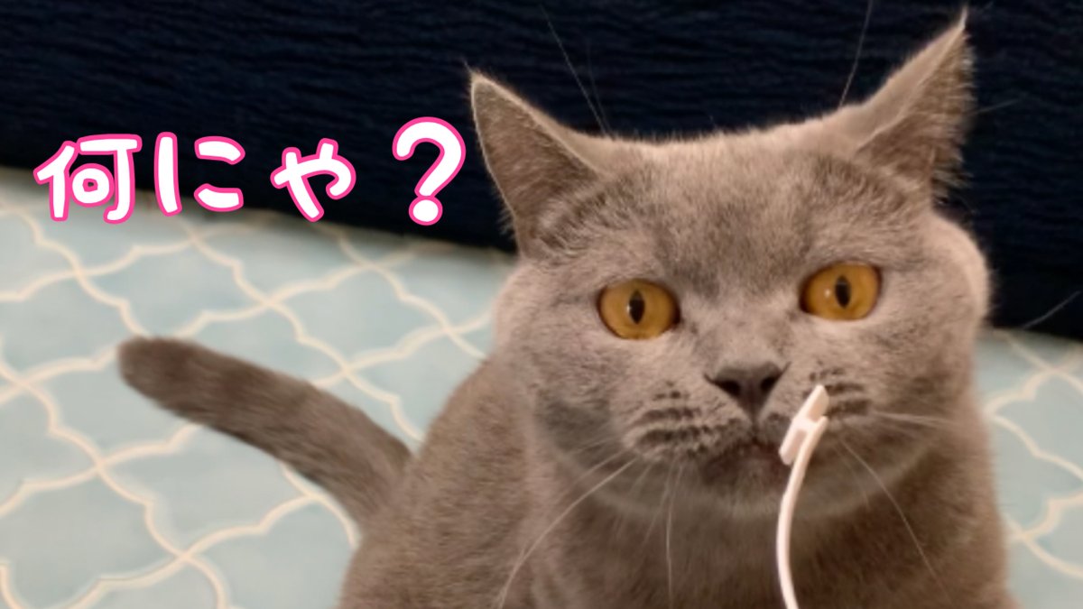 ねこちゃんズchannel على تويتر 今日はブリティッシュ2匹とスコティッシュ2匹と遊ぶ動画になってます ころんくんの ショート動画もあげてます良ければ遊びに来て下さい T Co Iqtzqofl5a Youtubeより T Co Onan4baktr ブリティッシュ