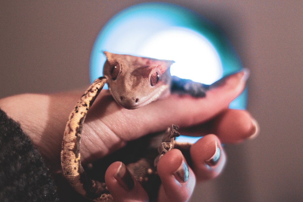 tajc19's tweet photo. Meet Haku:3 https://t.co/Kl8rFh3eYT