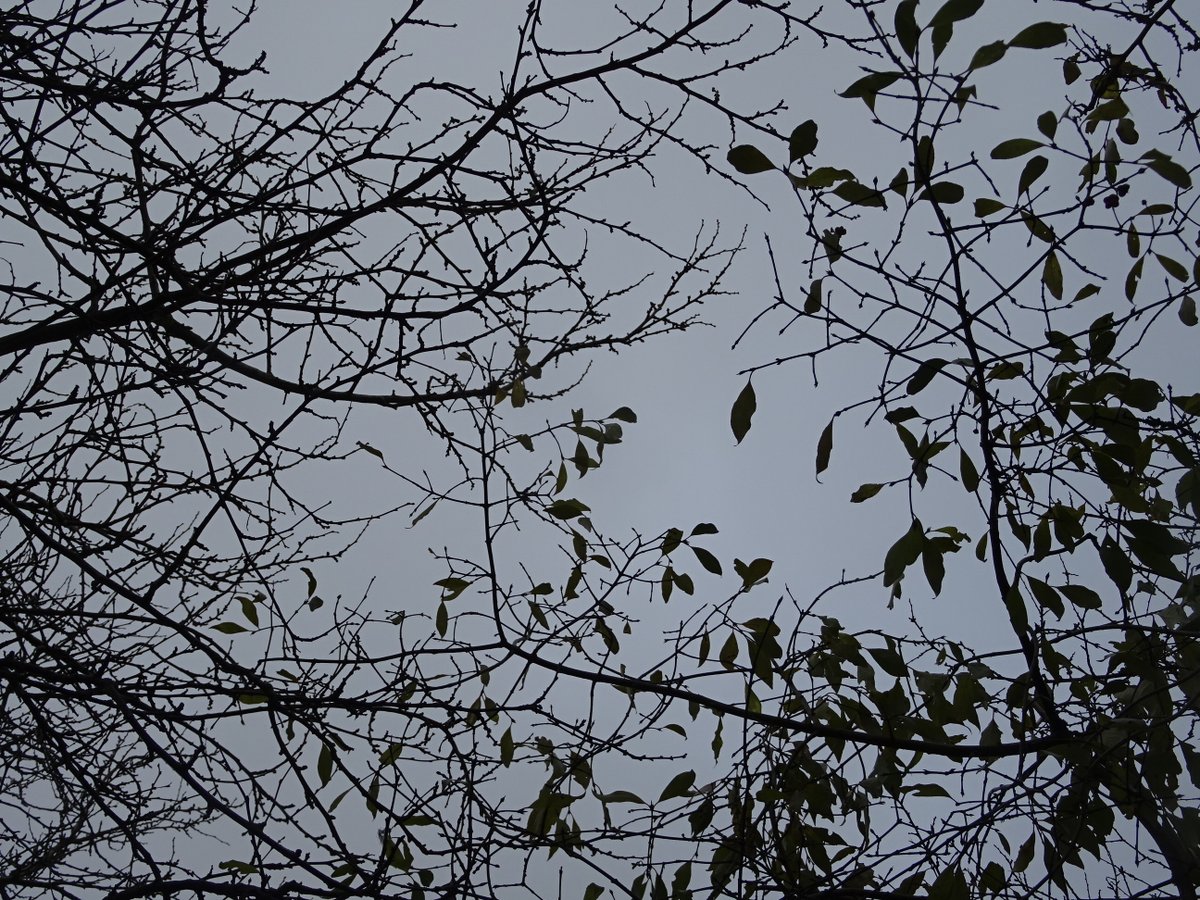 As it's the solstice: a recent post on a time-haunted year, the dead of winter, and the contested history of Christmas  https://aclerkofoxford.blogspot.com/2020/11/times-handiworks-by-time-are-haunted.html