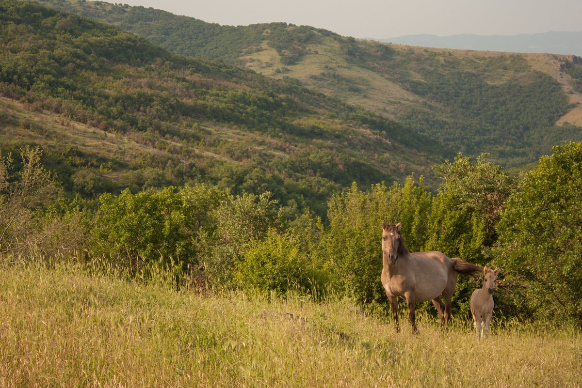 4. Creatures of extraordinary ecological breadth, horses can, given a chance, thrive not only in the harshest of coastal or montane environments, but at the forest edge, in bogs and wetlands. Pliny, for example, describes large, wild montane harems in the Alps, in the Roman era.