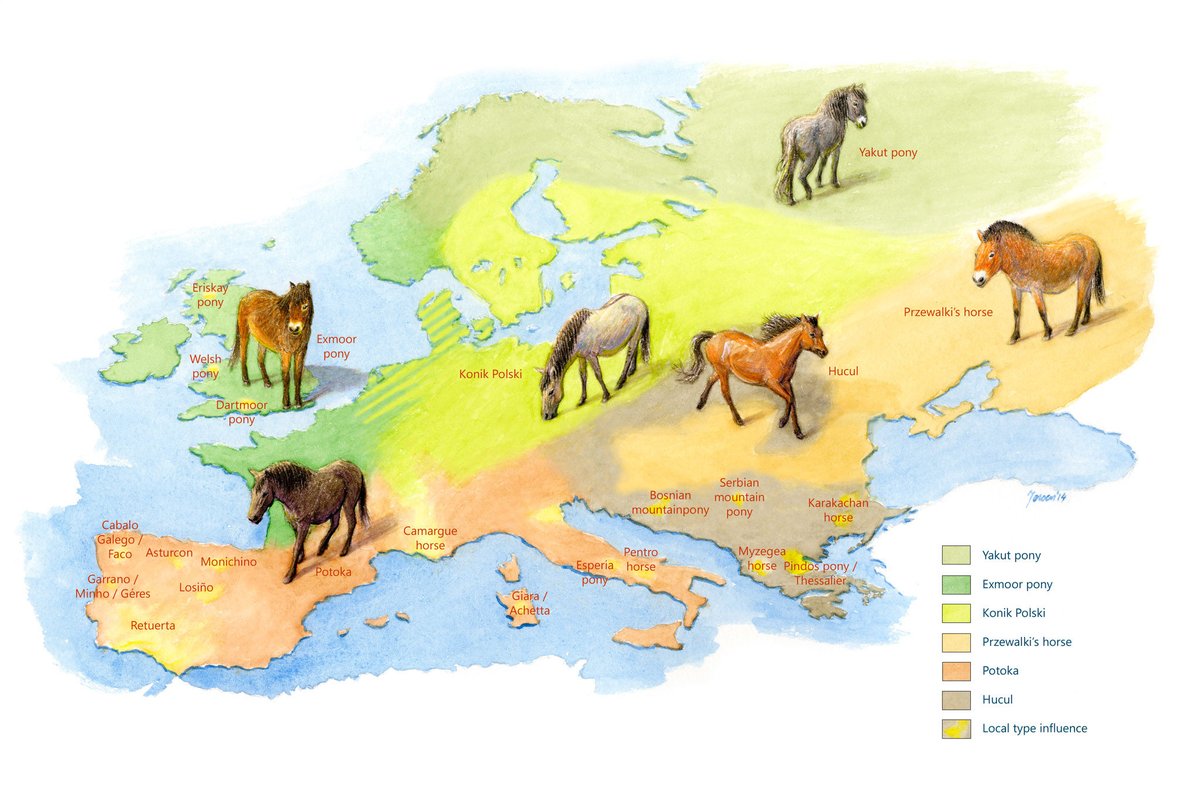 6. Whilst we can never see our ecological past with total clarity, we know that ancient, semi-wild breeds have endured across Europe. From the Carpathian Hucul to the Konik or our Exmoors, the free spirit of the wild horse, its geneology & ecosystem function - endures yet.