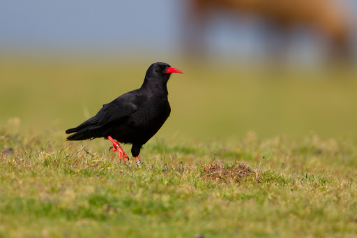 10.Having spent eight weeks beside the 'Takhi' in Mongolia, their cropping of ‘horse lawns’, & fertilization of the same with beetle-filled dung, creates optimal conditions for ground feeders. Choughs & wheatears follow in their hoof-steps, as they would once have done here.