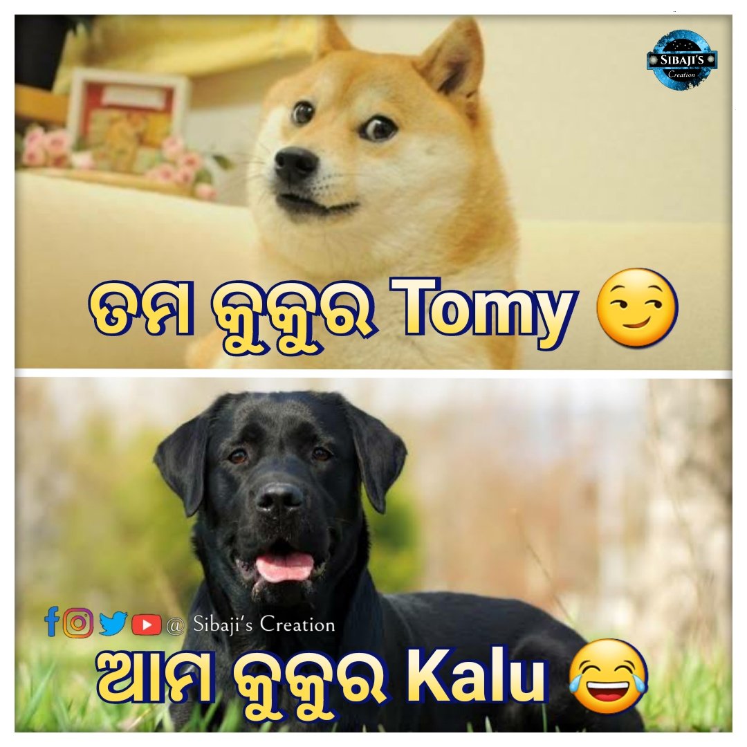 CreationSibaji's tweet photo. Twada Kutta Tomy 
Sadda Kutta Kalu...😂🤣 
#odisha #Odiamemes #bhubaneswarbuzz
#cuttack #silvercity 
#baripada #puri #khordha #ctc #bbsr #odiameme #kendrapara #odiajokes
#twaddasadda #TwadaKuttaTommySadaKuttaKutta
#OdiaMemes #BestMemeChallenge 
#JanaHitareJari #SibajisCreation https://t.co/e1bD64VwtL