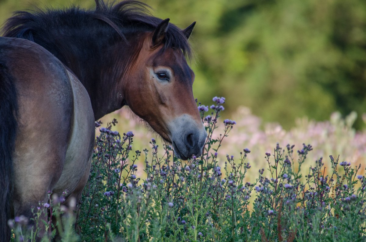 7. Today, the word ‘pony’ conjures images of cuteness, domesticity & being ridden – yet the horses were never consulted in the word's application. Genealogically, in Britain, the Exmoor pony is the most similar to ancient wild horses, having changed little in 50,000+ years.