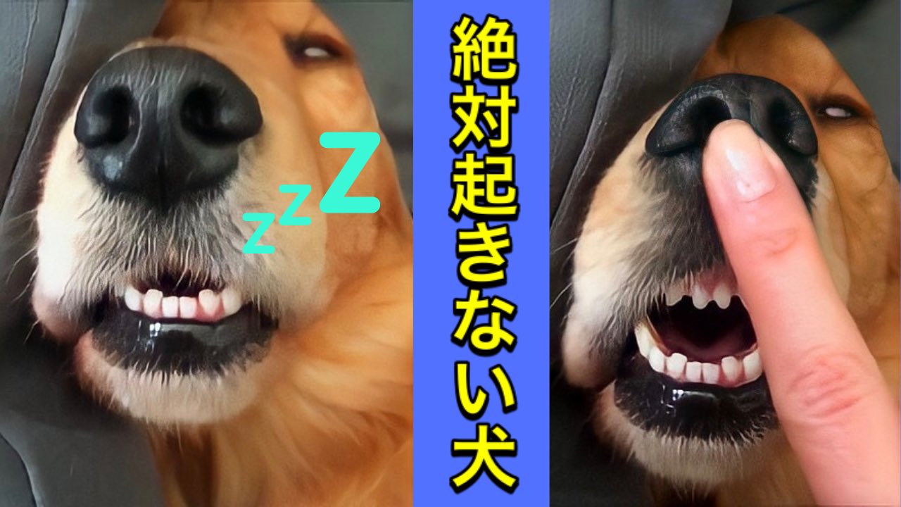 はちみつクレヨン Youtube 何をしても起きない犬 白目で爆睡 どうやっても起きない犬がブサカワすぎる T Co Diofvh9gfe Youtubeより 犬 Dog Youtube おもしろ犬 ブサカワ 犬動画 わんこ動画 ゴールデンレトニエル ゴールデン
