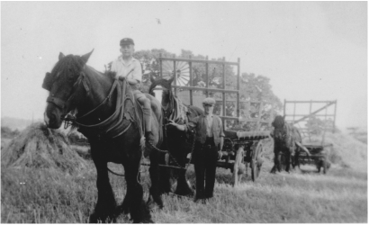 8. In more recent times, indeed until the early 20th century, our countryside was filled with horses as they powered transport and industry. In Victorian Britain, our island was home to 3.3 million horses. Their beetle-rich dung fed a world of farmland shrikes now forgotten.