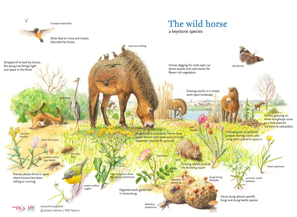 9. As horses have vanished both from wilder lands and farmlands, we have lost one of the most important ecosystem engineers of all. Horses can shape a range of open habitats to maximal advantage and their effect upon wildlife is utterly profound. Here are just a few.