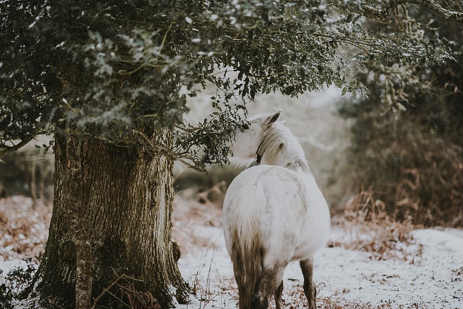 11. Free-roaming horses help maintain diverse grasslands & scrub-grassland mosaics by ripping out many ‘tough’ elements. In moorland-type habitats they remove dead grass, reducing any need for burning. They ‘manage’ scrub; tackling the harshest & spikiest of plants and trees.