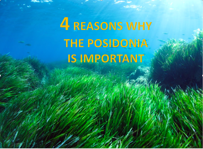 1. #Posidonia is shelter place and nutrition for fish, sea animals and plants
2. #Posidonia purifies the water and cleans up the sea 
3. #Posidonia protects the beach by preventing loss of sand
4. #Posidonia absorb big amounts of CO2 and provide the oxygen we breathe
#LifeProject