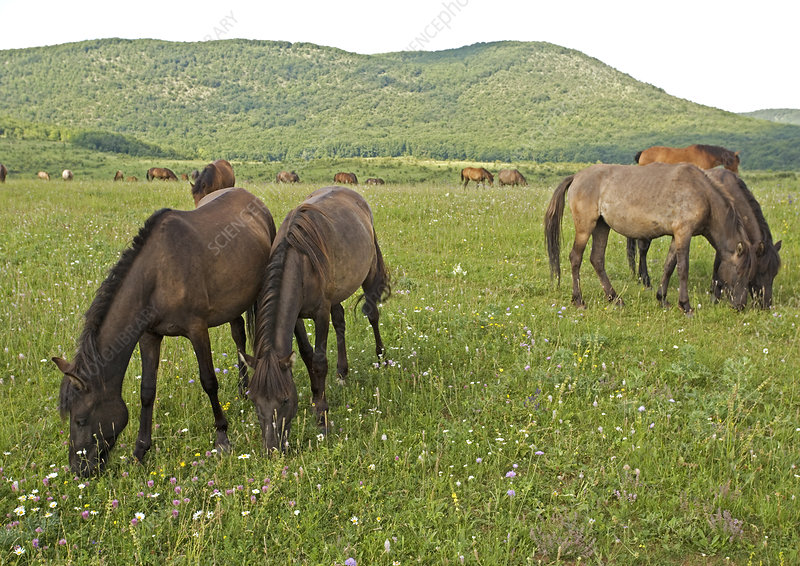 12. Horses act as one of the greatest facilitators of European nature; freeing up finer grasses, flowers & new grazing opportunities to take place in their wake. No other species carries out, so well, this vital ecosystem role (below the butterfly grasslands of the Aggtelek).