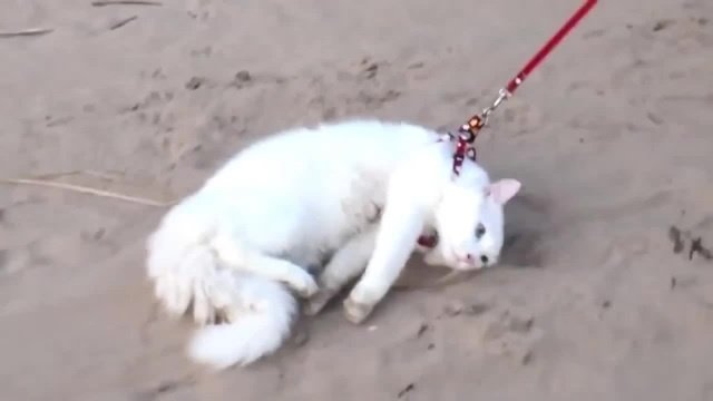 Кошка хочет гулять. Поводок для кошек. Белый кот на поводке. Кот на поводке упирается. Толстый кот на поводке.