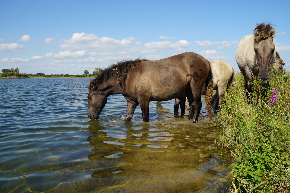 14.Horses are powerful floodplain engineers; creating lawns within reeds; gentling nibbling scrub, increasing ground invertebrate abundance & providing for a range of adjacent wet grassland types. From lapwings to yellow wagtails, there are many forgotten Horse-birds in the UK.