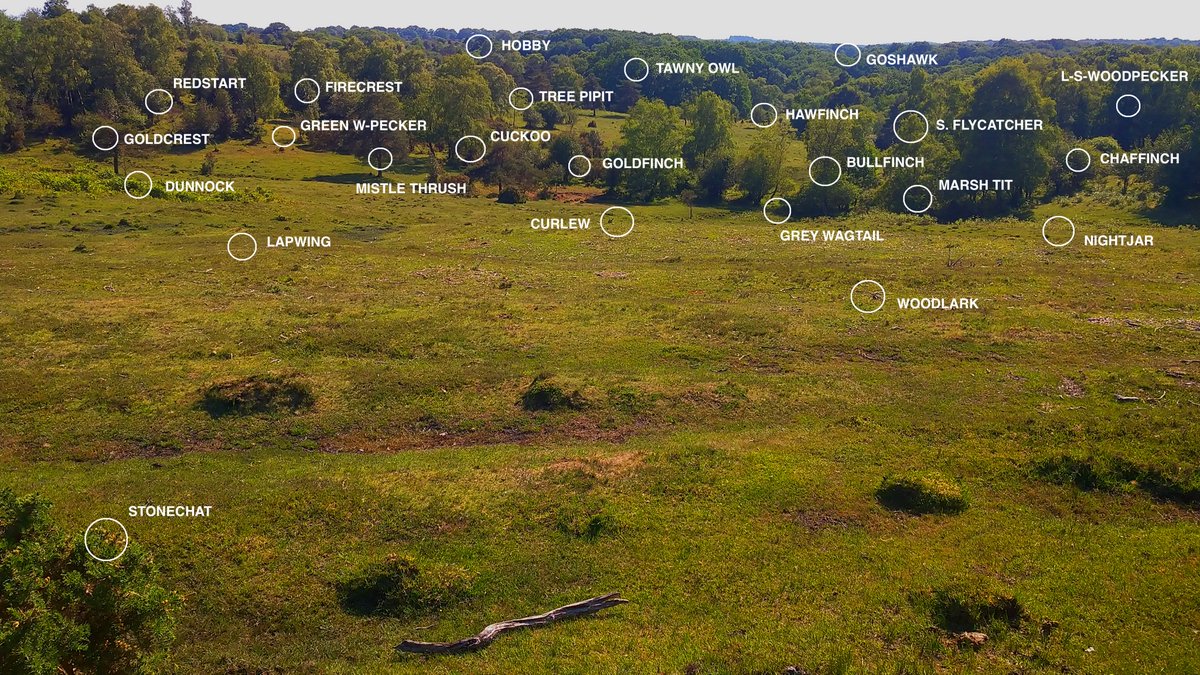 15.The New Forest’s edges are a powerful reminder of the benefits of woodland-edge horses. Here, its ponies vector wild fruit trees across the landscape, and help maintain habitats for woodlark, nightjar, stonechat, lapwing in configurations rarely achieved through other means.