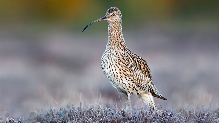 16.Particularly important, when it comes to the preservation of curlew, is a sustained, seasonal supply of ground-dwelling invertebrates. Dung beetles plug a vital spring gap for curlews. Horses provide – & also create complex grasslands where curlews can both feed and nest.