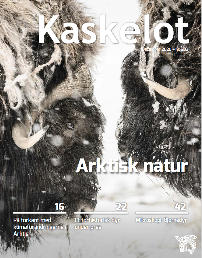 GEM_Arctic's tweet photo. (In Danish only) #Biologiforbundets medlemsblad Kaskelot har i december valgt temaet #Arktisk natur. I den forbindelse er der lavet en kort historie om GEM programmet der startede for 25 år siden -   lidt hyggelæsning til juleferien: https://t.co/eQvwyBbbpE  #scicomm #overvågning https://t.co/HEQGZ4Juen