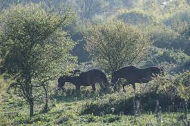 18. Yet we are slowly beginning to see a resurgence in wilder horses. Not only can you watch harems of New Forest ponies shaping the land, but  @kneppcastle’s Exmoors running wild; even re-establishing ‘horse runs’ (ancestral horse pathways) & harems as they do in Mongolia.