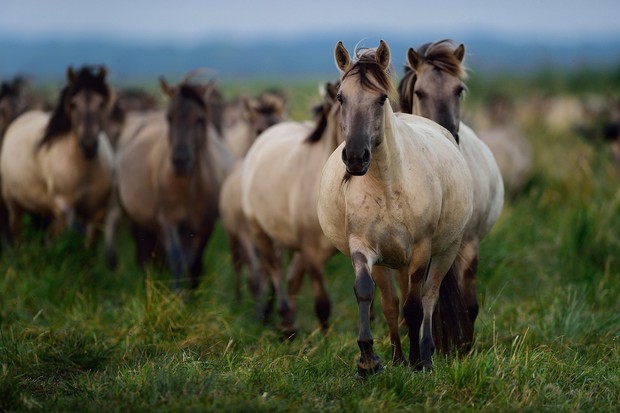 19.If we are now serious about letting nature shape larger, wilder, better areas for nature, then the horse – already respected and loved – is one of the most powerful ecosystem tools at our disposal; an ancient custodian of our once diverse, jumbled, open landscapes.