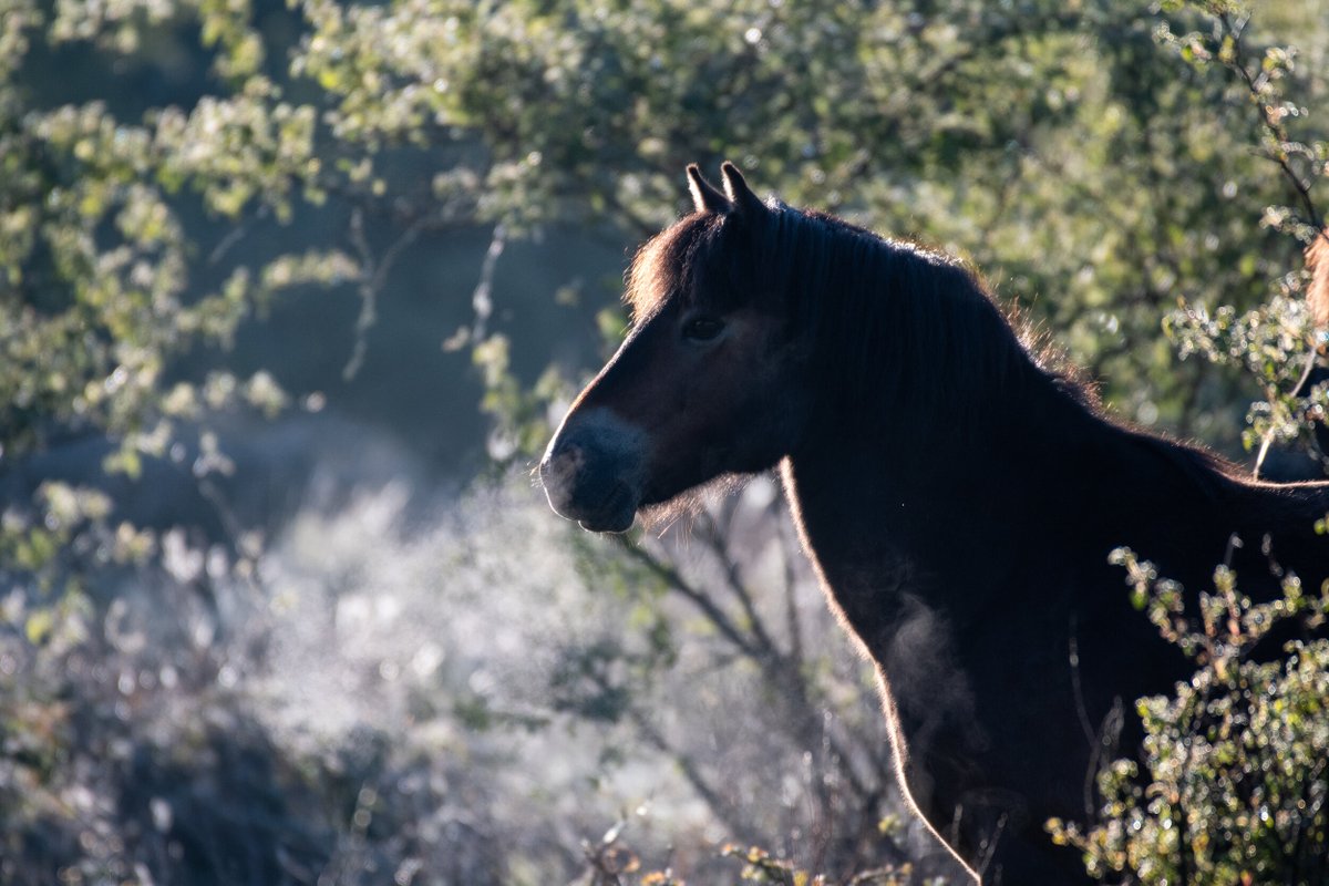 20. As we look to the next decade in conservation, from beavers creating our coppice and stewarding our rivers to boar & cattle gardening our woodlands, we will find that the oldest architects often know best. May the Horse be with us. Always.