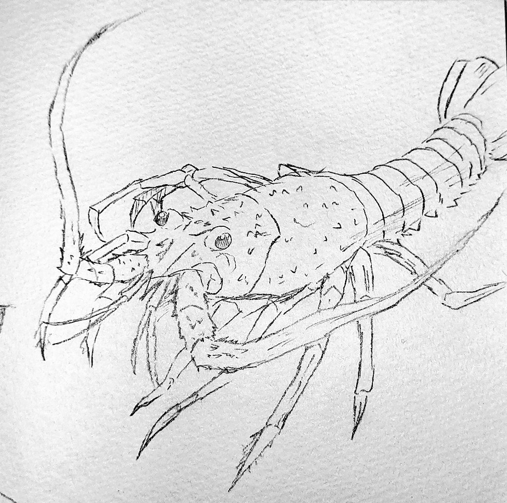 ケント 伊勢海老 イラスト ケント 伊勢海老 イラスト